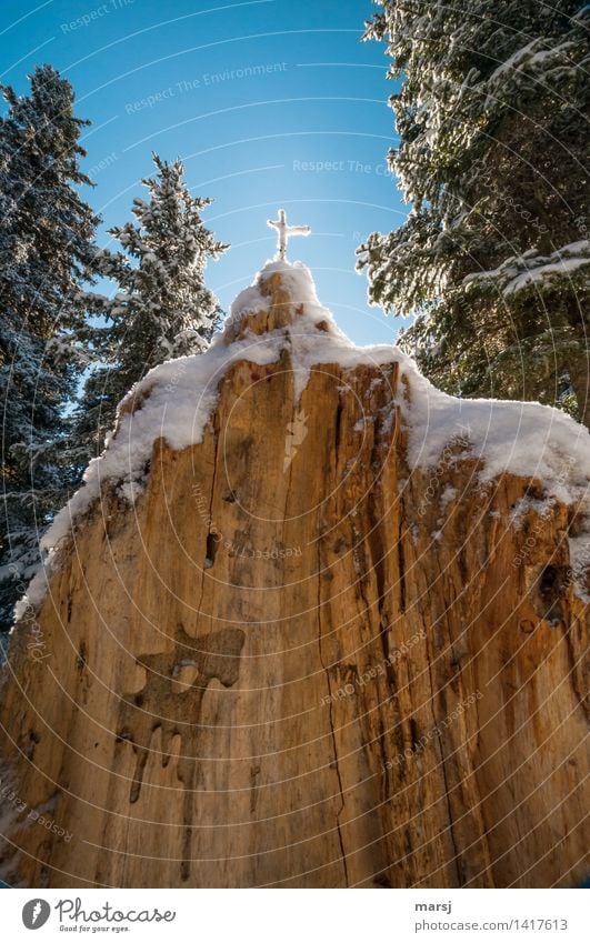Ich knie mich nieder vor dem Kreuz Natur Winter Schönes Wetter Eis Frost Schnee Baumstrunk Holz leuchten Hoffnung Religion & Glaube verwittert strahlend