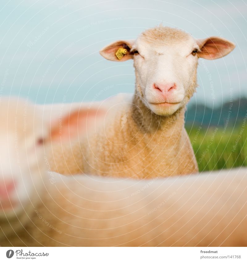 scha(r)f Schaf Tier Wolle Haare & Frisuren lustig Unschärfe Quadrat Landwirtschaft Wiese Rasenmäher Haustier Nutztier robust bescheiden anpassungsfähig