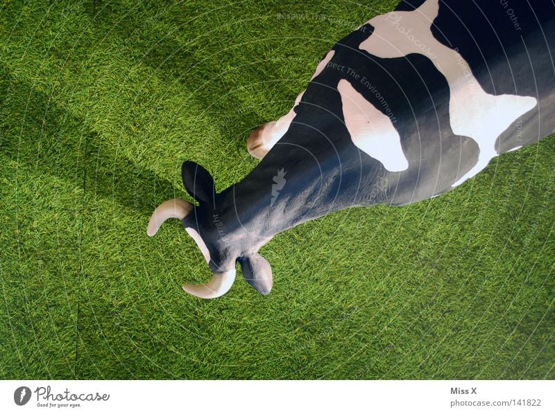 Muh Farbfoto Außenaufnahme Innenaufnahme Gras Kuh beobachten groß oben unten grün schwarz weiß falsch Horn Bulle Ochse Kalb Rasen grasgrün Weide künstlich muhen