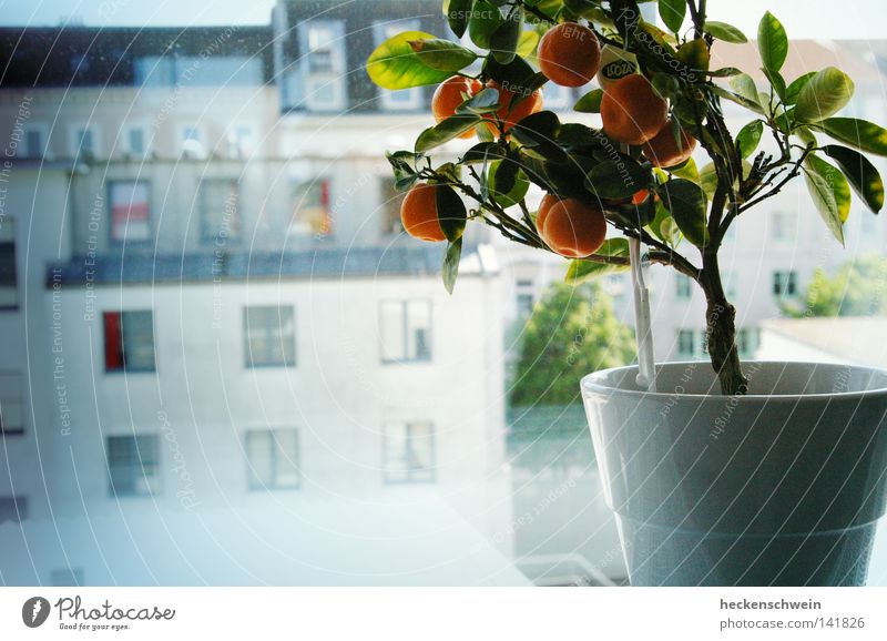 träumendes Bäumchen Frucht Orange Topf Freiheit Wohnung Haus Dekoration & Verzierung Pflanze Baum Fenster Dach Straße Glas Wachstum frei Hoffnung Sehnsucht