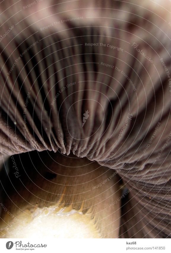 Pilz ökologisch Natur Biologie Reifezeit Schatten beige Sporen Lamelle Makroaufnahme Bildausschnitt Anschnitt Detailaufnahme