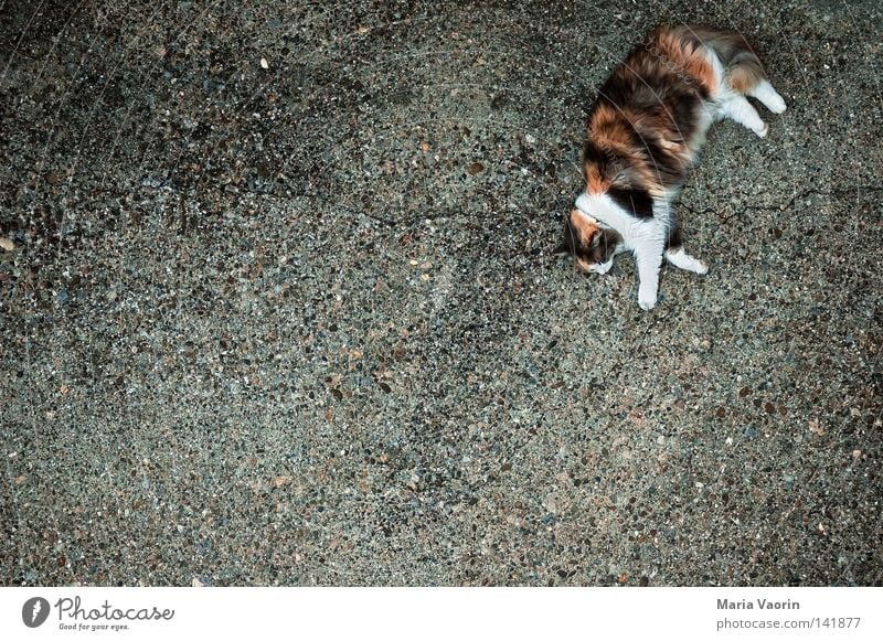 Mauz Katze Hauskatze verkatert Miau Schnurren Schnurrhaar schlafen faulenzen Haustier Tier Fell Muster Erholung Pause Stofftiere Langeweile Säugetier mietze