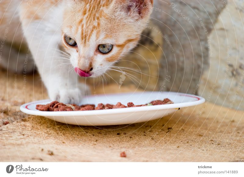 Katze beim futtern Futter Fell weich gelb weiß lutschen niedlich Säugetier Ernährung Zunge
