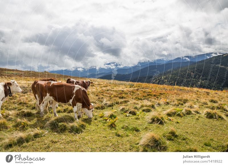 Kuh auf Weide2 Lifestyle Freizeit & Hobby Ferien & Urlaub & Reisen Ausflug Sommerurlaub Berge u. Gebirge wandern Umwelt Natur Landschaft Tier Nutztier 1