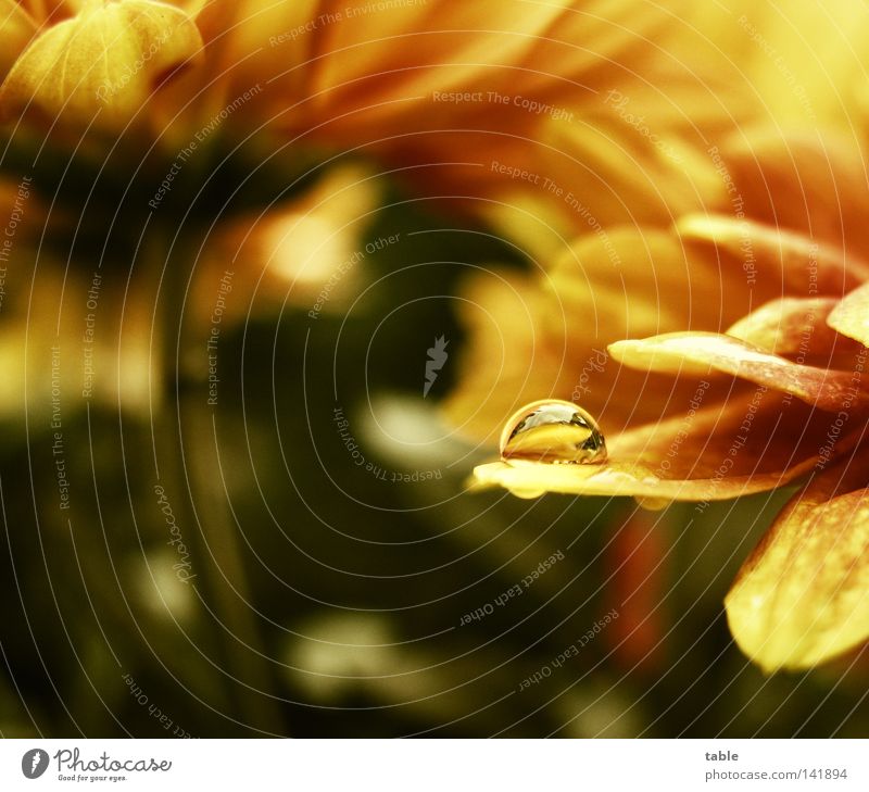 Mikrokosmos Wasser Blume Wassertropfen Blüte Natur Leben Sommer Balkon Reflexion & Spiegelung gelb orange grün Freude Makroaufnahme Nahaufnahme