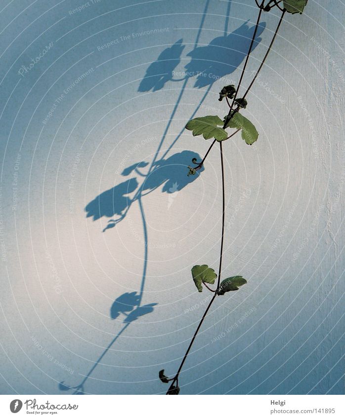 Ranke einer Grünpflanze mit Blättern wirft Schatten an eine helle Wand Pflanze Natur Blatt Blattknospe Licht Selbstportrait dunkel lang dünn hängen