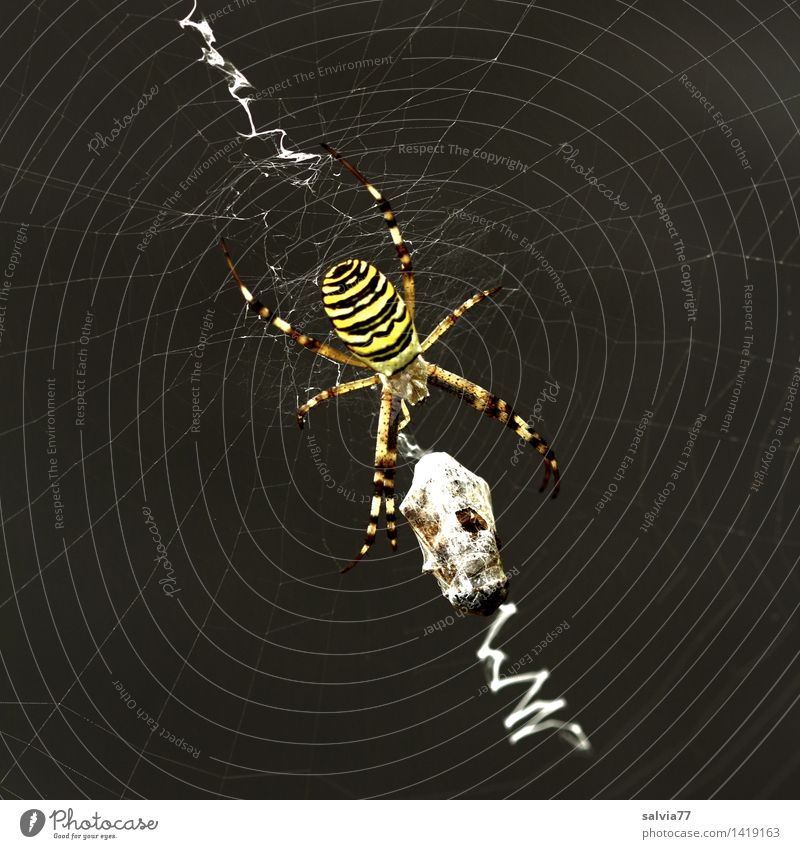 Erfolgreich Tier Spinne Wespenspinne 1 beobachten Fressen Jagd kämpfen ästhetisch außergewöhnlich bedrohlich exotisch klug schön gelb schwarz achtsam