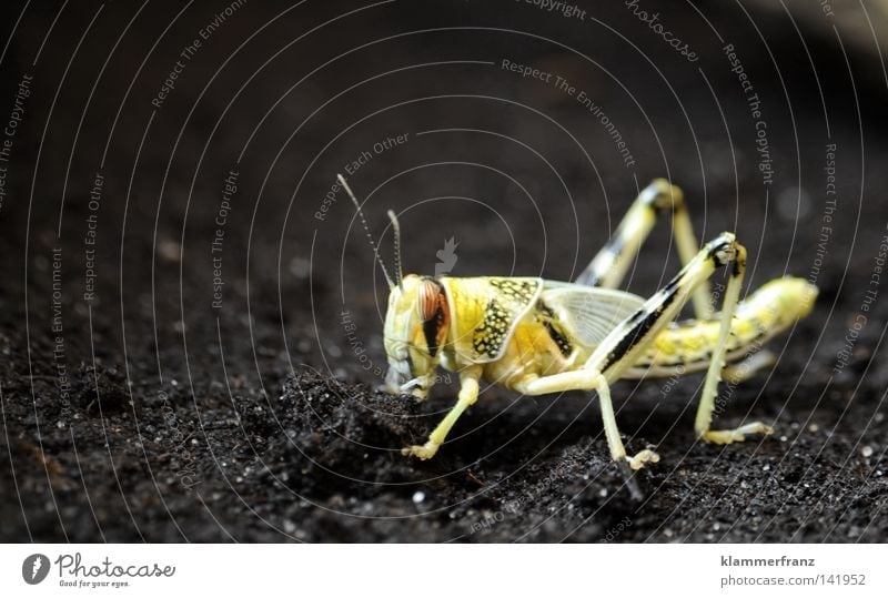 In einem unbekannten Land gelb Insekt Froschperspektive Haushalt Heuschreck Heuschrecke Flipp Biene Maija Fauler Willi Tekla Makroaufnahme Erde Bodenbelag