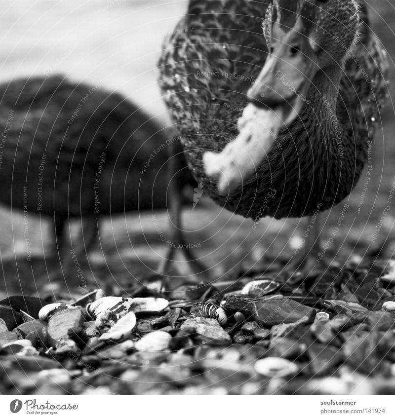 Happi gefunden Ente Wasser Rhein Fluss Ernährung Appetit & Hunger füttern Vogel Feder frei Freiheit lecker Unschärfe schwarz weiß Schnabel Kopf Auge Tier