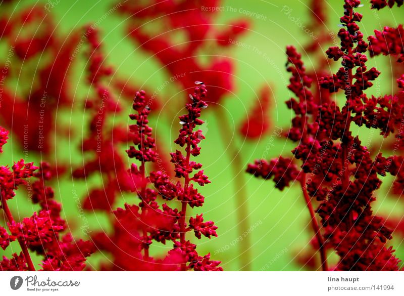 rotes im grün Wiese Blumentopf Sträucher Kontrast Natur