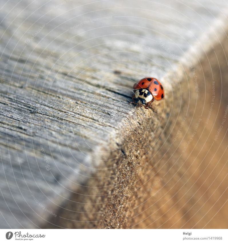 Kantenläufer | Helgiland II Natur Herbst Schönes Wetter Tier Käfer Marienkäfer 1 Tisch Tischkante Holz krabbeln einfach einzigartig klein natürlich braun grau