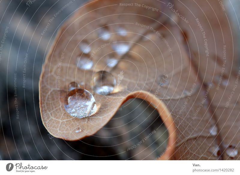 Eine Perle der Natur Pflanze Wasser Wassertropfen Herbst Regen Blatt welk Tau frisch nass braun rund Farbfoto Außenaufnahme Nahaufnahme Detailaufnahme