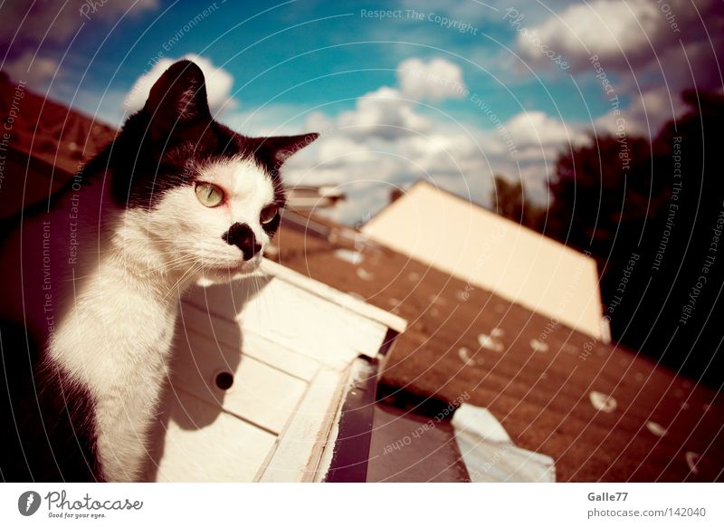 Ausblick Katze Blick Dach Haus Erholung genießen Luft Säugetier Fin Finnie beobachten Freiheit frei