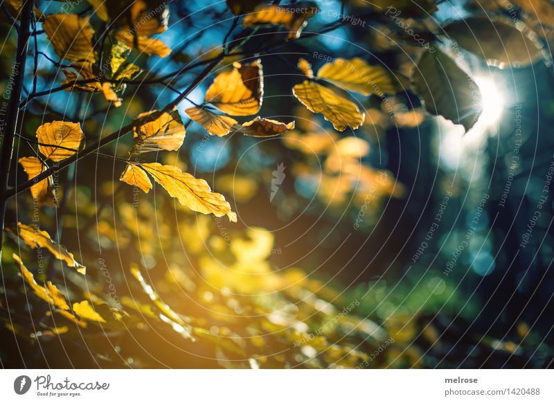 Goldschimmer Stil Natur Sonne Sonnenlicht Herbst Schönes Wetter Baum Wildpflanze Laubwald Blätterdach Zweige u. Äste Wald Unschärfe Lichteinfall Lichtblick