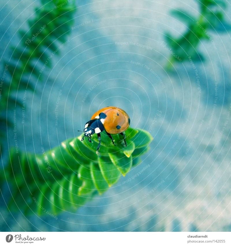 "Marienwürmchen" Marienkäfer Käfer Insekt Punkt gepunktet krabbeln Makroaufnahme Pflanze Aussicht grün oben Perspektive Vogelperspektive Glück