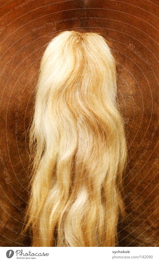 Rückansicht Pferd Hinterteil Schwanz Tier Haare & Frisuren blond Gesäß Säugetier