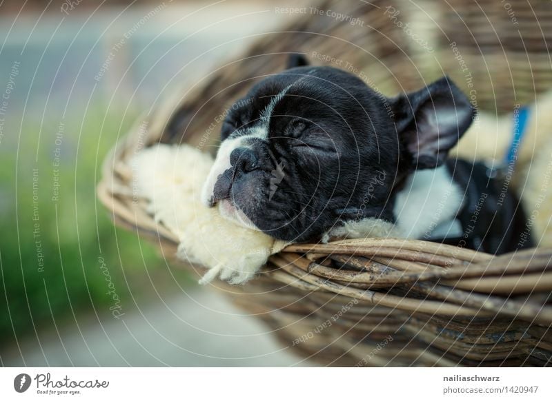 Boston Terrier Welpe Tier Haustier Hund 1 Tierjunges Erholung fahren genießen liegen schlafen träumen klein natürlich niedlich schön Freude Tierliebe friedlich