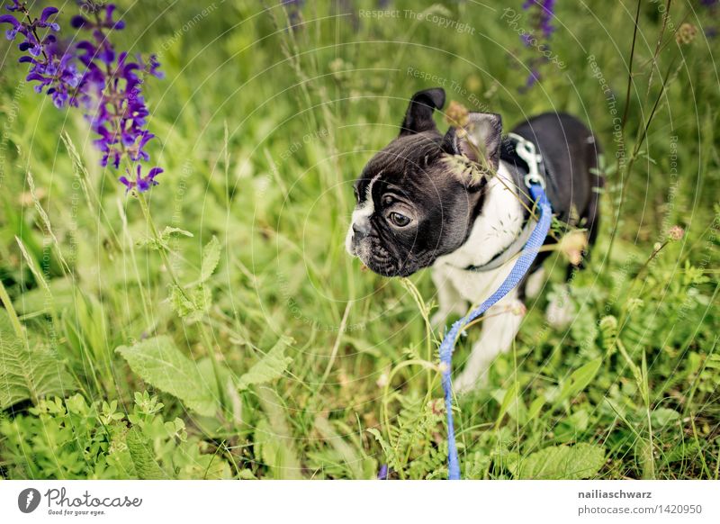 Boston Terrier Welpe Freude Spielen Ausflug Natur Pflanze Tier Frühling Blume Park Wiese beobachten entdecken gehen genießen laufen rennen klein lustig Neugier