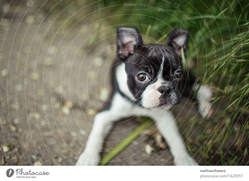 Boston Terrier Welpe Freude Spielen Ausflug Tier Frühling Blume Wiese Haustier Hund 1 beobachten entdecken gehen Blick klein Neugier niedlich grün schwarz weiß