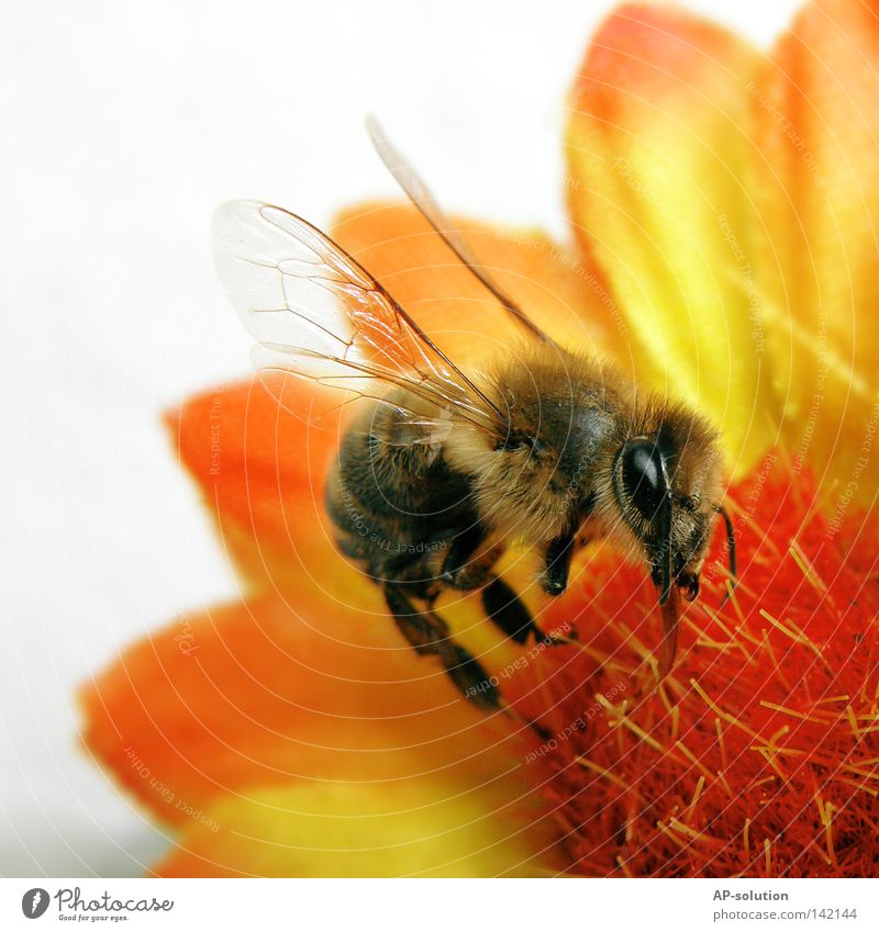 Bienchen Biene Maja Blume Pflanze Tier Staubfäden Pollen Flügel Insekt stechen Arbeit & Erwerbstätigkeit fleißig saugen Honigbiene Makroaufnahme Fluginsekt gelb