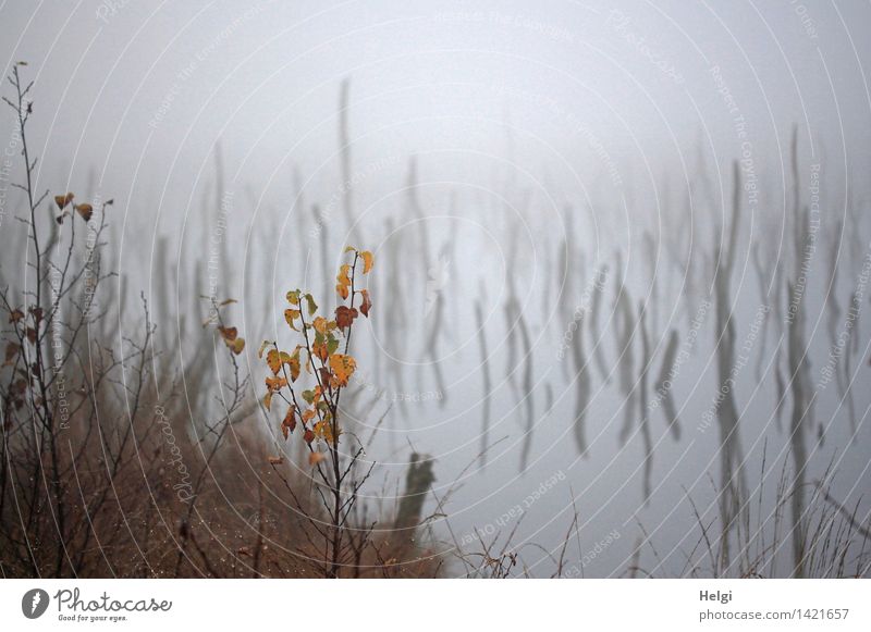 Helgiland II | geheimnisvoll... Umwelt Natur Landschaft Pflanze Wasser Herbst Nebel Gras Sträucher Blatt Wildpflanze Baumstamm Moor Sumpf alt stehen dehydrieren