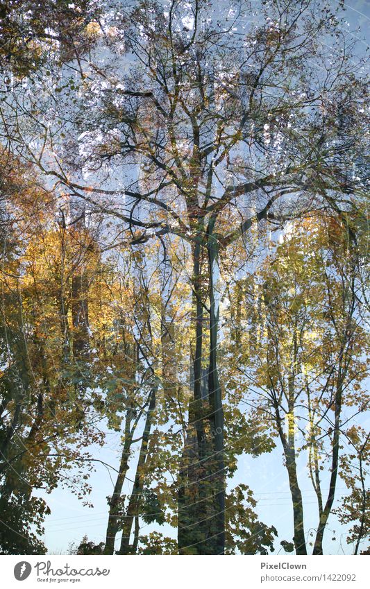 Herbst Wellness harmonisch Ausflug wandern Natur Landschaft Baum Blatt Park Wald Urwald Ferien & Urlaub & Reisen Wachstum natürlich schön mehrfarbig Stimmung