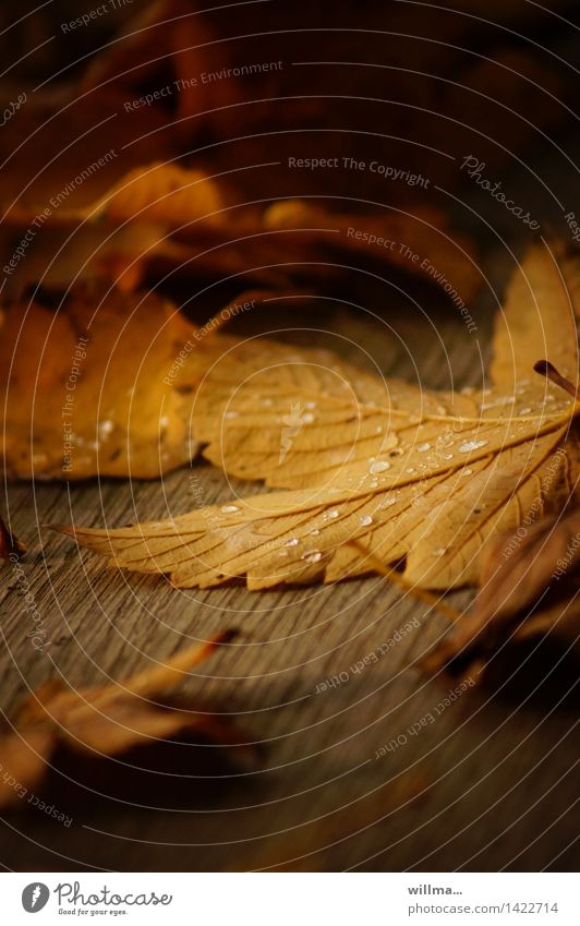 schöne Vergänglichkeit des Herbstes Blatt Tau Ahornblatt Wärme braun gelb Herbstblatt Regentropfen Tautropfen Holz herbstlich Herbstlaub
