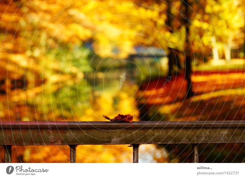 Goldener Herbst Natur Landschaft Schönes Wetter herbstlich Herbstfärbung Herbstlaub Herbstwetter Herbstlandschaft Blatt mehrfarbig Farbrausch Park Geländer