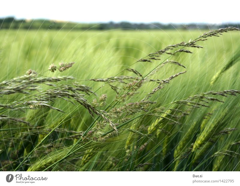 Gerste grün Natur Landschaft Pflanze Himmel Horizont Wind Nutzpflanze Feld Landwirtschaft Getreide Aussaat Halm Farbfoto Außenaufnahme Menschenleer
