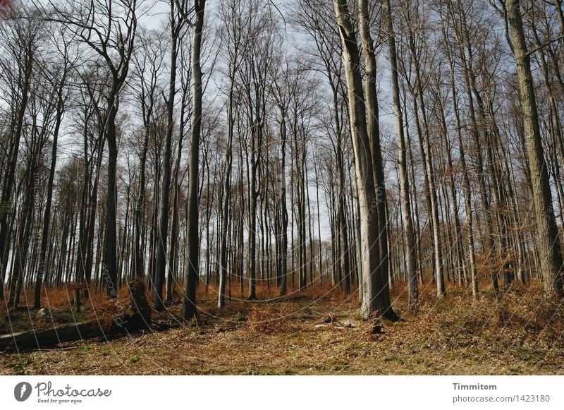 Den Abgang betrauern. Umwelt Natur Pflanze Herbst Schönes Wetter Wald natürlich blau braun grau schwarz ruhig kahl Baumstamm umgefallen Farbfoto Außenaufnahme