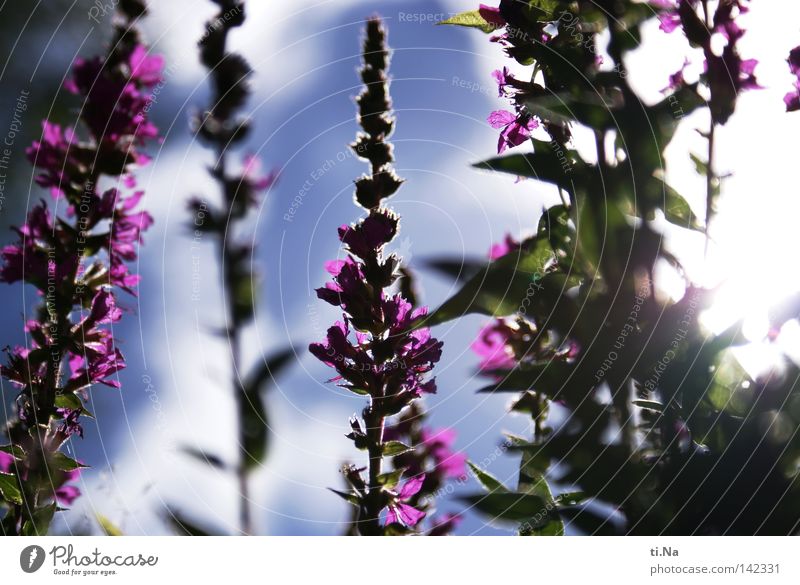 der Sonne entgegen Sommer Pflanze Blume Blüte violett Froschperspektive Menschenleer Unschärfe Sonnenlicht Himmel Farbfoto Außenaufnahme Tag Licht Silhouette