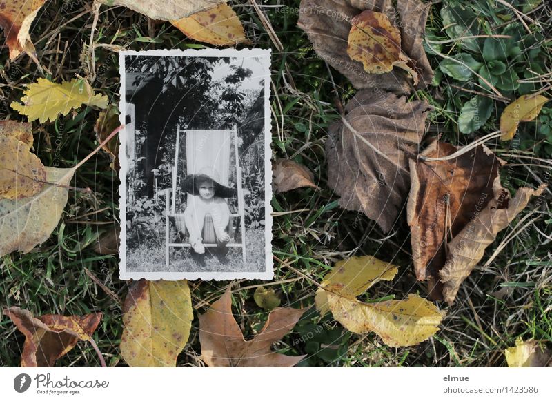 Es ist Herbst geworden (1) Fotografie Gras Blatt Wiese Zeichen Altwerden alt historisch retro dankbar Gelassenheit ruhig Glaube Sehnsucht Einsamkeit Senior
