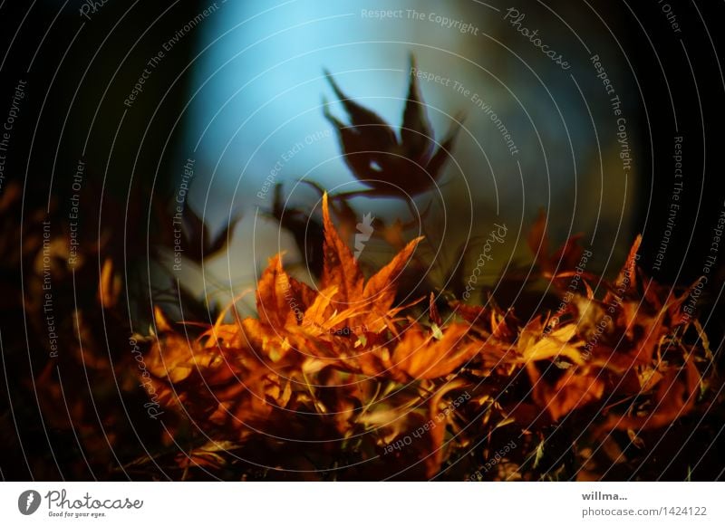 japanische Ahornblätter im letzten Herbstlicht Natur Schönes Wetter Blatt Blätterdach herbstlich Herbstfärbung Ahornblatt Japanischer Ahorn Blutahorn