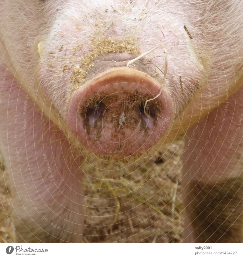 viel Schwein und einen guten Riecher im neuen Jahr... Tier Nutztier Schweinschnauze 1 atmen stehen dreckig Gesundheit Neugier rosa Glück Stall Heu Stroh Geruch