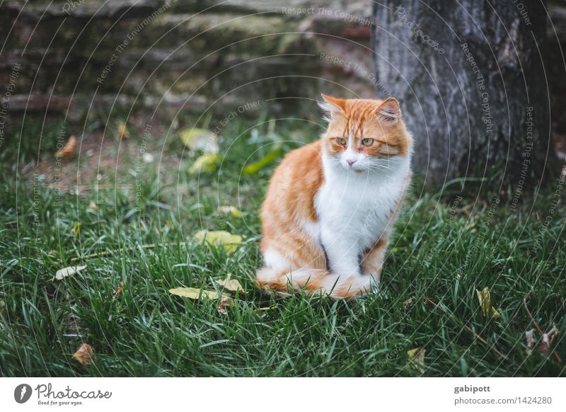 01_Katze auf Wiese in Istanbul Natur Tier Haustier Nutztier Wildtier beobachten frei Freundlichkeit schön kuschlig braun gold rot einzigartig Selbstständigkeit