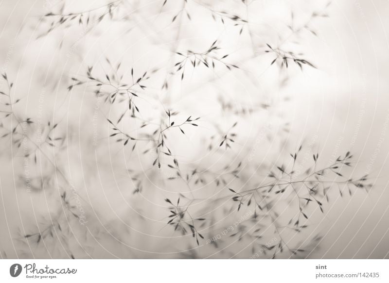 im busch Makroaufnahme Nahaufnahme abstrakt lebend Unschärfe Sträucher Sauberkeit Klarheit kalt Winter Sepia Herbst grau braun Linie eingießen zufällig Schatten