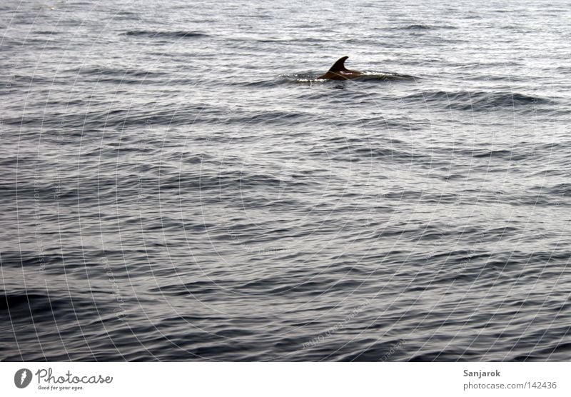 Flipper ist uuunser beeester Freund..... Haifisch Delphine Verwechslung Meer Flosse Finnen gefährlich Hi Fressen Thunfisch Teneriffa Atlantik Afrika Kanaren