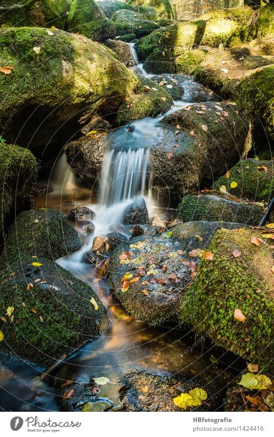 Wasserlauf Umwelt Natur Landschaft Pflanze Herbst Moos Blatt Wald Bach Fluss Wasserfall grün Gelassenheit ruhig Idylle Rinnsal steinig Felsen bemoost Farbfoto