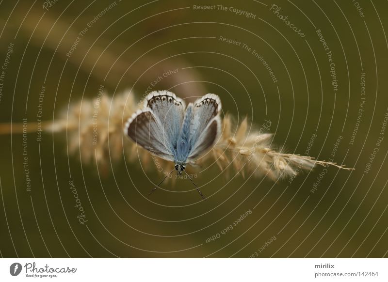 Startposition Schmetterling blau Unschärfe Ähren Halm weiß Fühler Bläulinge hervorgehoben silbergrün