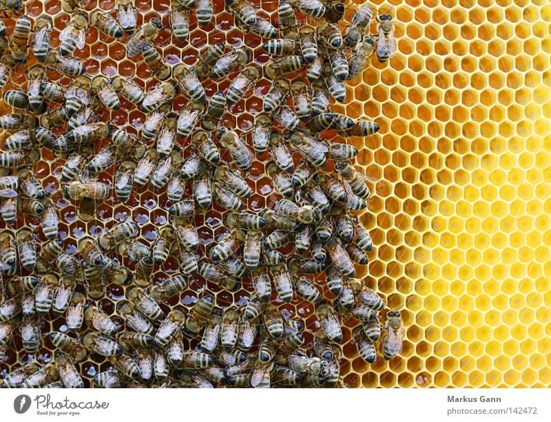 Bienen Bienenwaben Wabe Honig Völker König Pollen süß Flügel sitzen gelb Facettenauge Sommer bestäuben Insekt Stachel Schwarm bestäubung