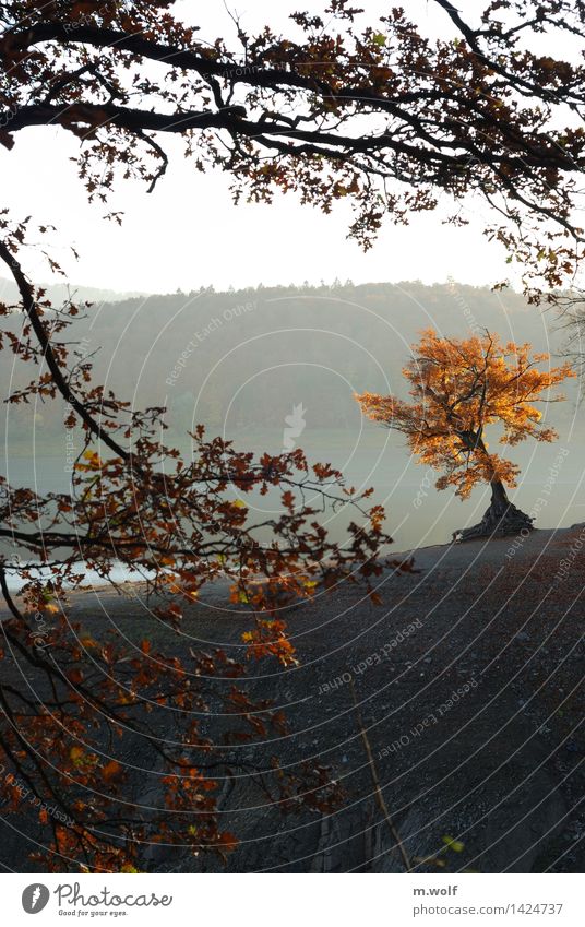 Herbstzeit Ferien & Urlaub & Reisen Tourismus Ausflug wandern Umwelt Natur Landschaft Tier Wasser Sonnenaufgang Sonnenuntergang Nebel Baum Seeufer Ederstausee