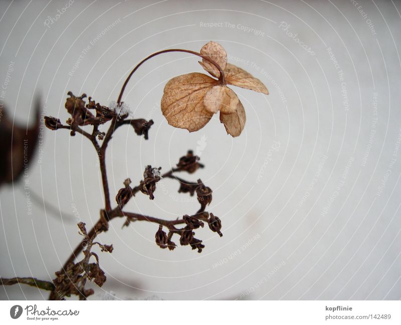 Blume im Frost Blüte Winter getrocknet Eindruck Hortensie Gartenhortensie Zweig Schnee