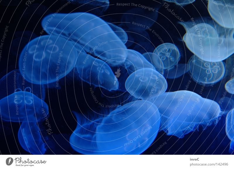 Jellyfish Qualle Schwarzlicht Aquarium Oceanografic Valencia Unterwasseraufnahme Meer Tiefsee Meerestiefe Tier Neonlicht Licht Fisch Oceanografico leer Raum
