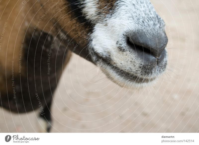 Der richtige Riecher Ziegen Schnauze Zoo Tier Geruch lachen Säugetier Nase