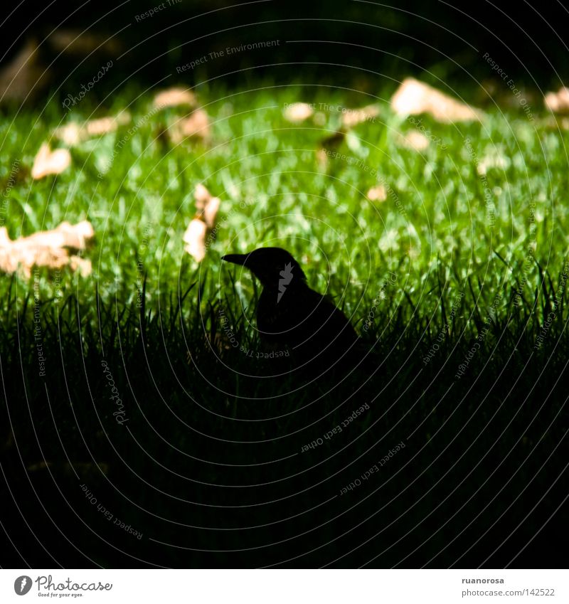Merula Tier Vogel Gras Park Sommer Schatten grün Blatt Tag Rasen