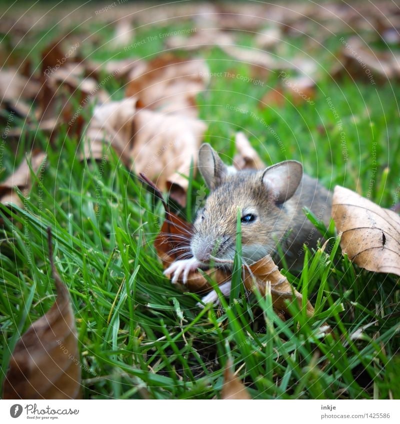 Mäuschen klein, saß allein Natur Herbst Gras Herbstlaub Blatt Garten Park Wiese Tier Wildtier Maus Tiergesicht 1 hocken nah niedlich ausruhend Farbfoto