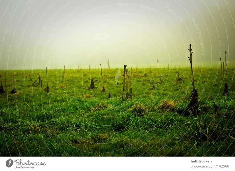 hoffnungslose Fälle III Winter Gras Feld Landschaft Nebel Wiese Grün Stille