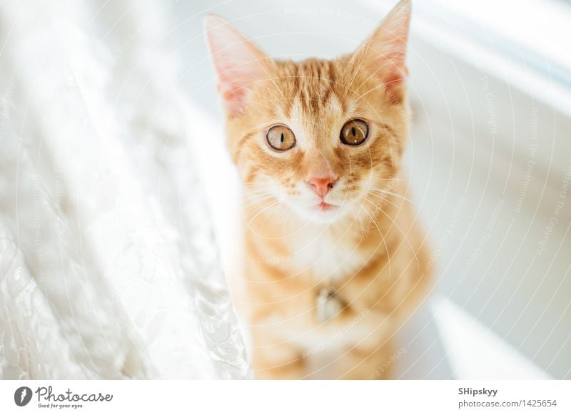 Kleine Katze, die auf dem Fensterbrett mit Sonnenscheinhintergrund steht Haus Tier Haustier 1 Tierjunges Blick stehen schön gelb gold orange rosa rot weiß Auge