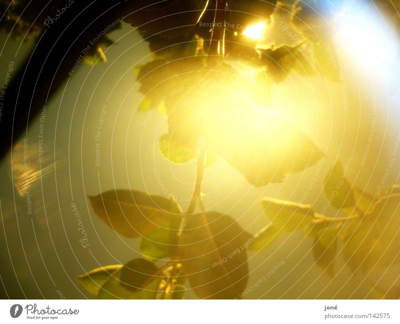 Explosion der Sonnenstrahlen gold Blatt Beleuchtung Physik Sommer Macht Himmelskörper & Weltall Wärme