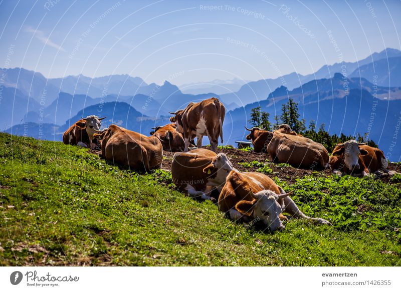 Muh Natur Luft Sommer Wetter Schönes Wetter Hügel Felsen Alpen Berge u. Gebirge Gipfel Tier Kuh Tiergruppe Herde Schwarm Rudel hell Kitsch Originalität blau